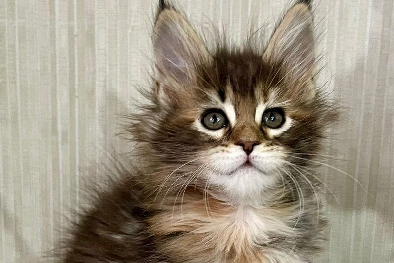 Lilia Maine Coon female, black tortie tabby