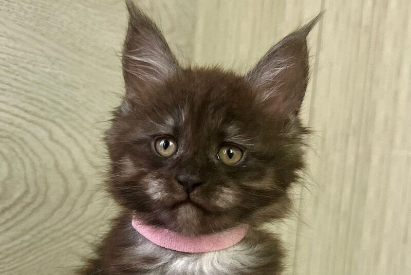 Queen Maine Coon female, black silver