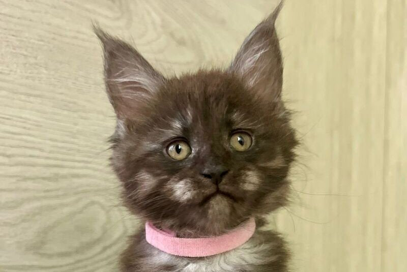 Queen Maine Coon female, black silver