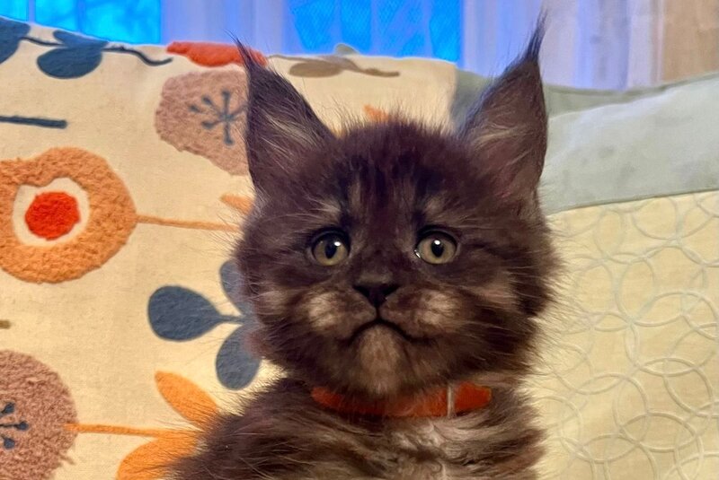 Qeisi Maine Coon female, black silver