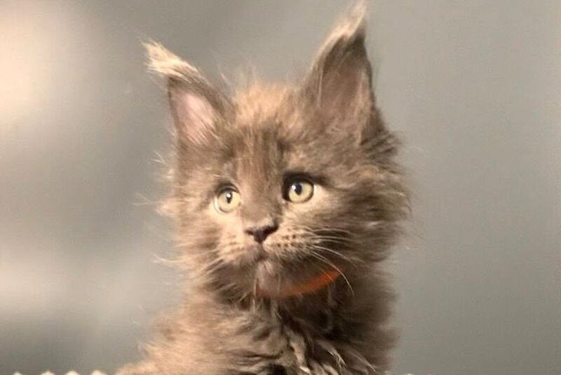 Jozi Maine Coon male, blue