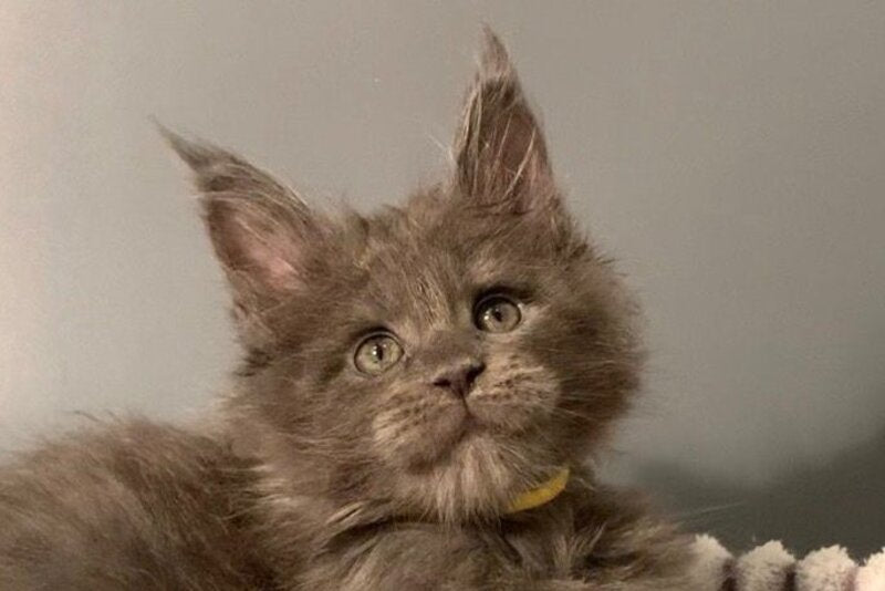 Justina Maine Coon female, blue
