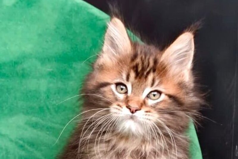 Kiss Maine Coon male, black tabby