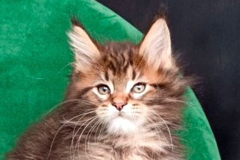 Kiss Maine Coon male, black tabby