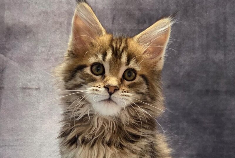 Lebanon Maine Coon polydactyl male, black tabby