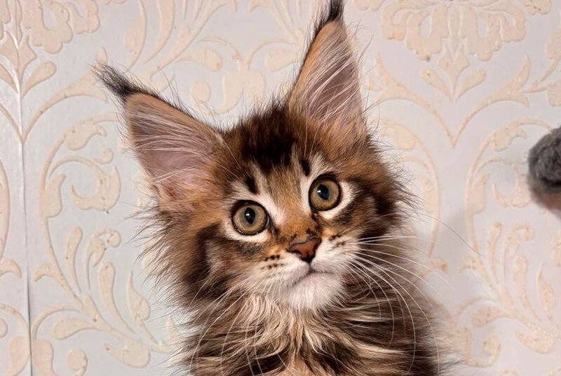 Luxembourg Maine Coon male, black ticked tabby