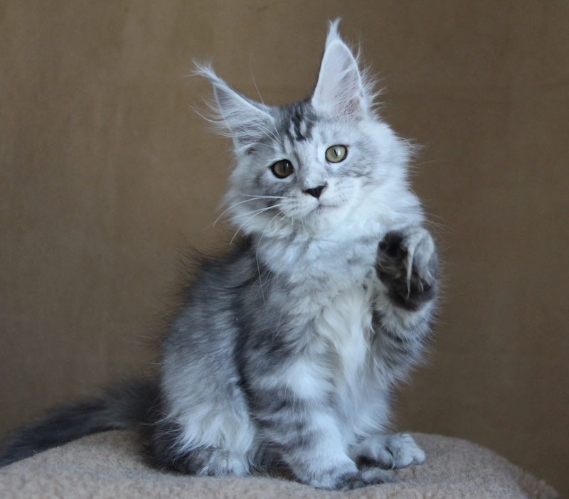 Omega Maine Coon female black silver tabby - live animals