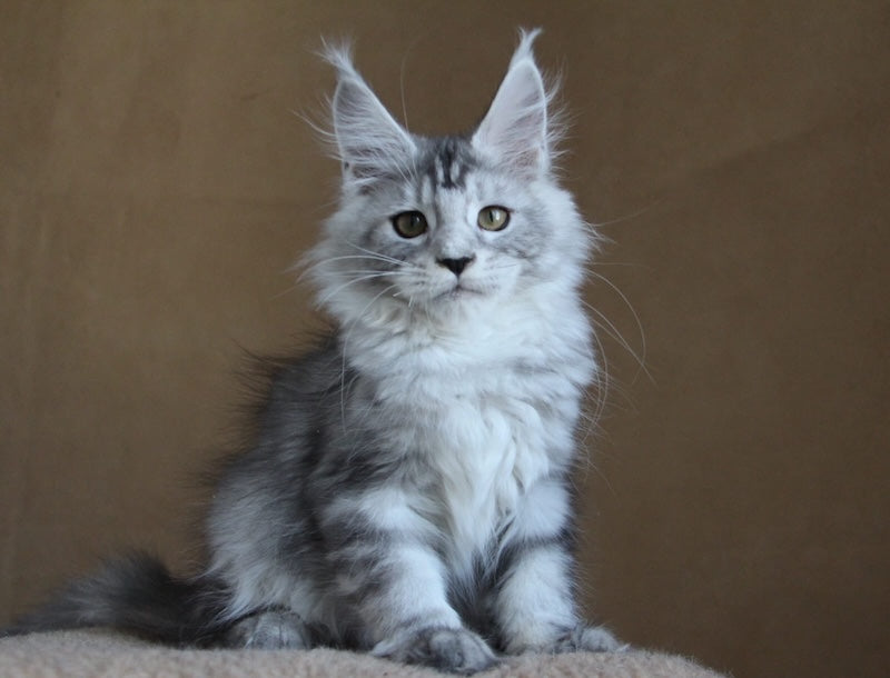 Omega Maine Coon female black silver tabby - live animals