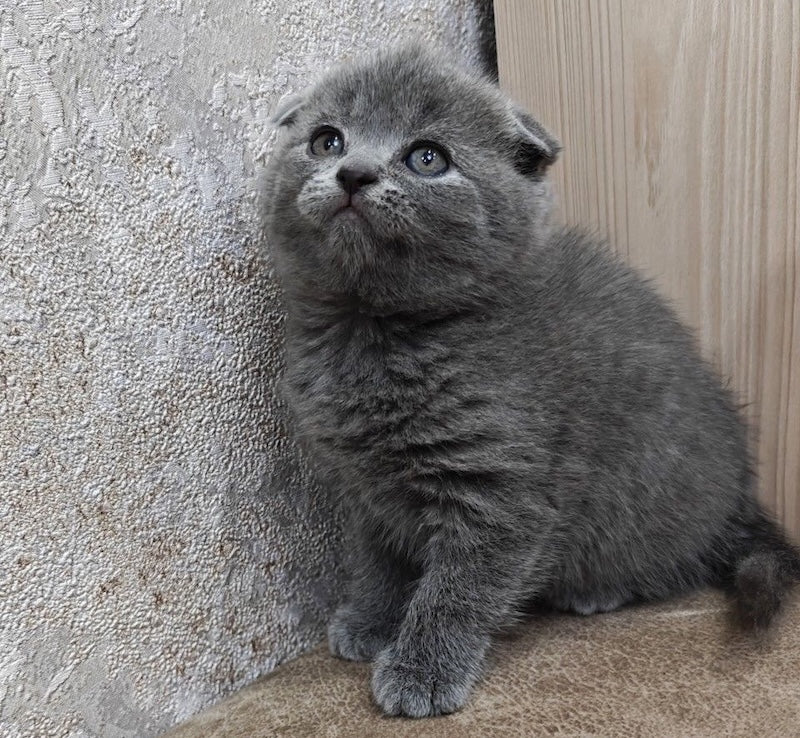 Tomy Scottish Fold male, blue