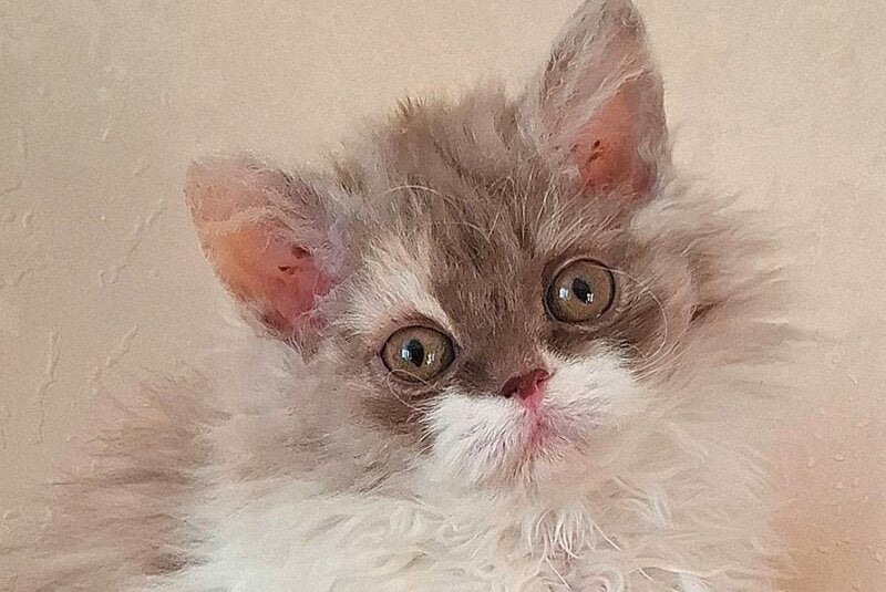 Ohara Selkirk Rex female cinnamon tortie bicolour live animals
