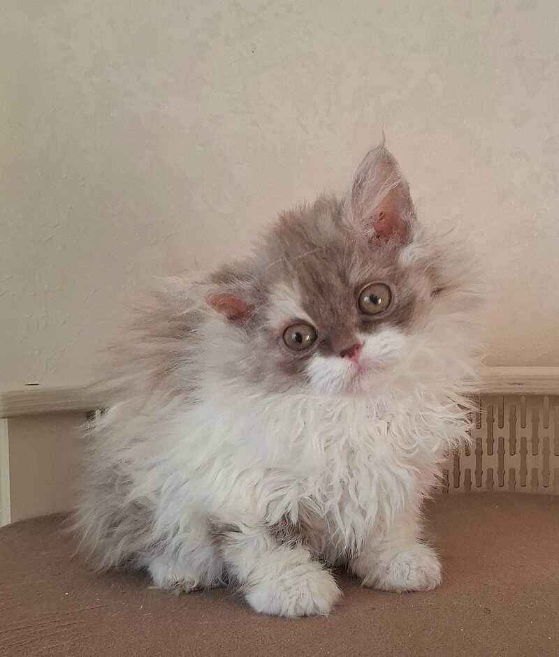 Ohara Selkirk Rex female cinnamon tortie bicolour live animals