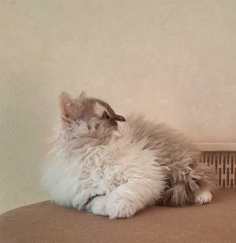 Ohara Selkirk Rex female cinnamon tortie bicolour live animals