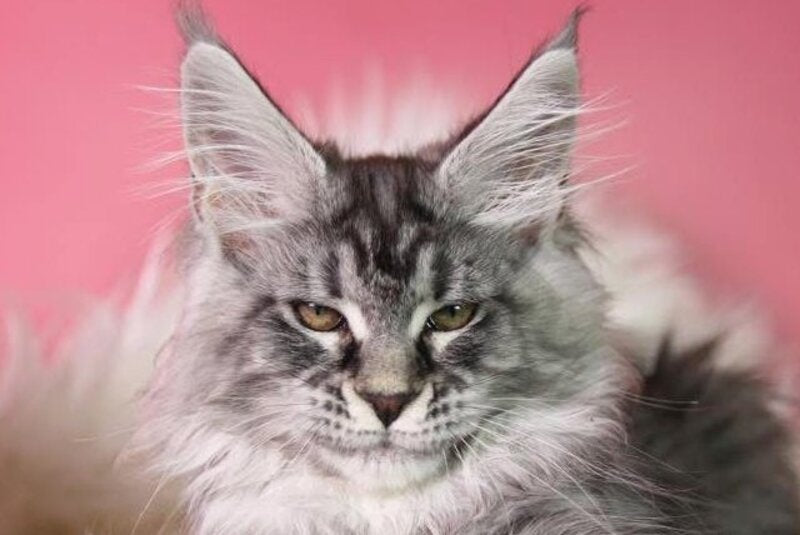 Olli Maine Coon female black silver tabby live animals