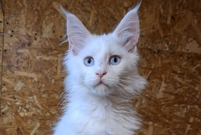 Zakhar Maine Coon male white live animals