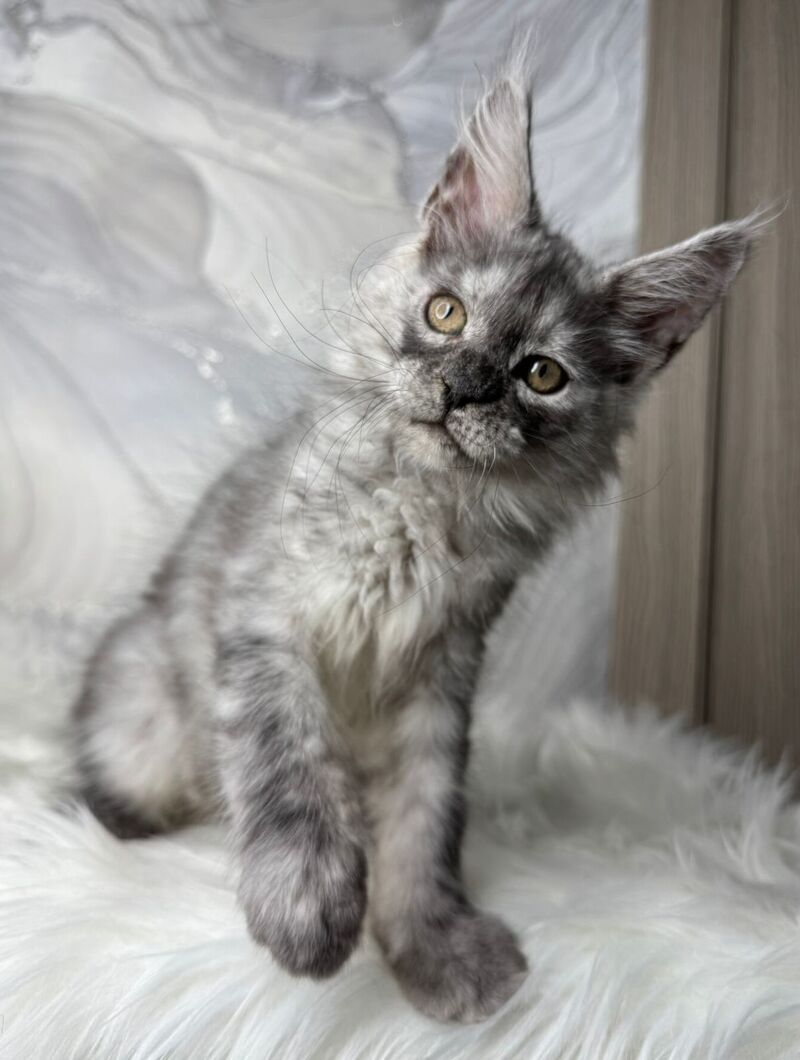 Quwentyn Maine Coon male black silver live animals