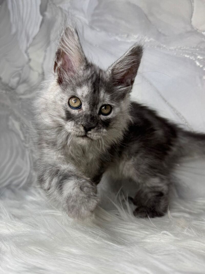 Quwentyn Maine Coon male black silver live animals