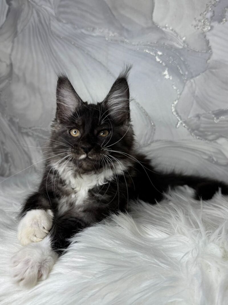 Rihanna Maine Coon female black silver with white live animals