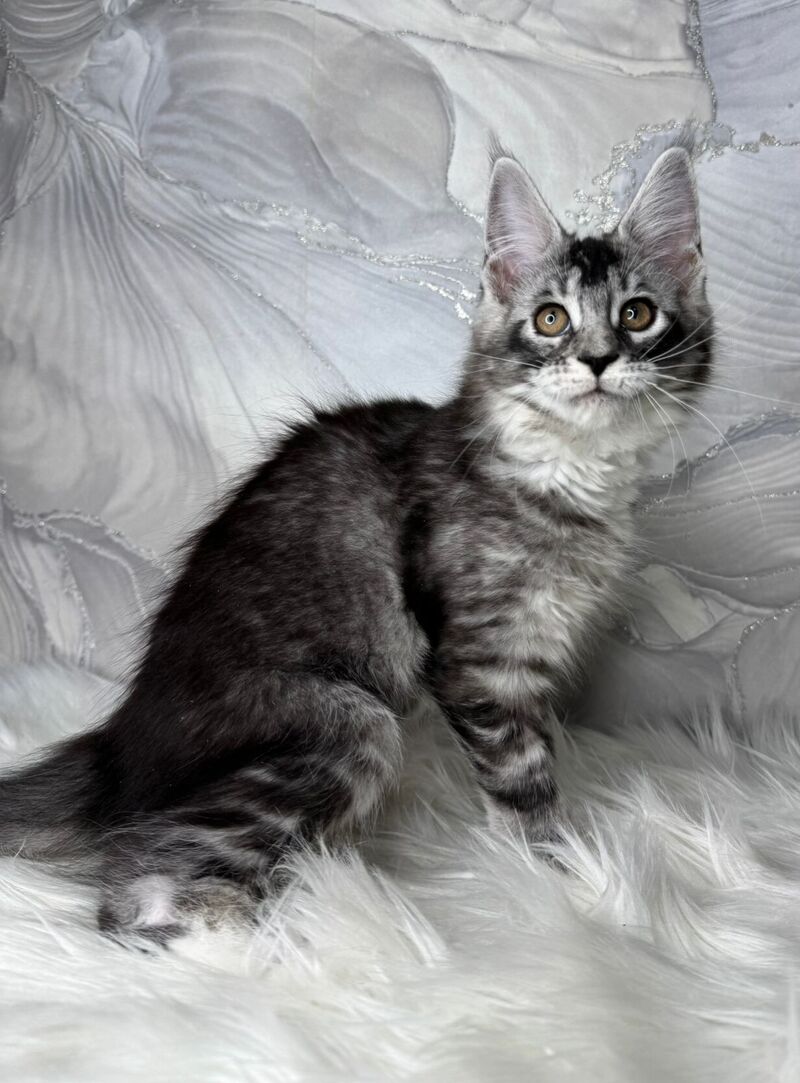 Rikota Maine Coon female black silver ticked tabby with white live animals