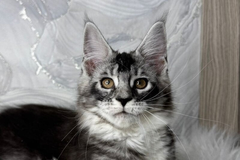 Rikota Maine Coon female black silver ticked tabby with white live animals