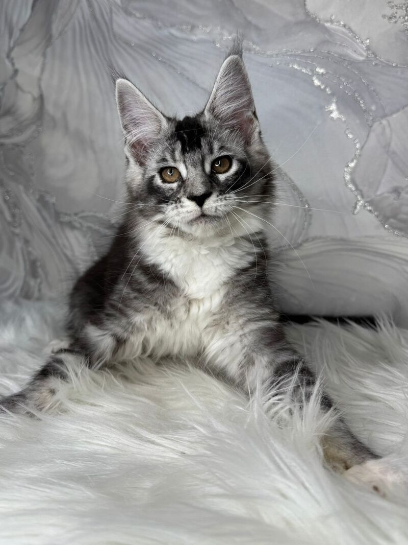 Rikota Maine Coon female black silver ticked tabby with white live animals