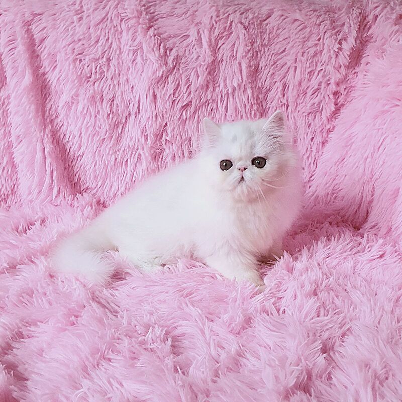 Emmy Persian female white - live animals