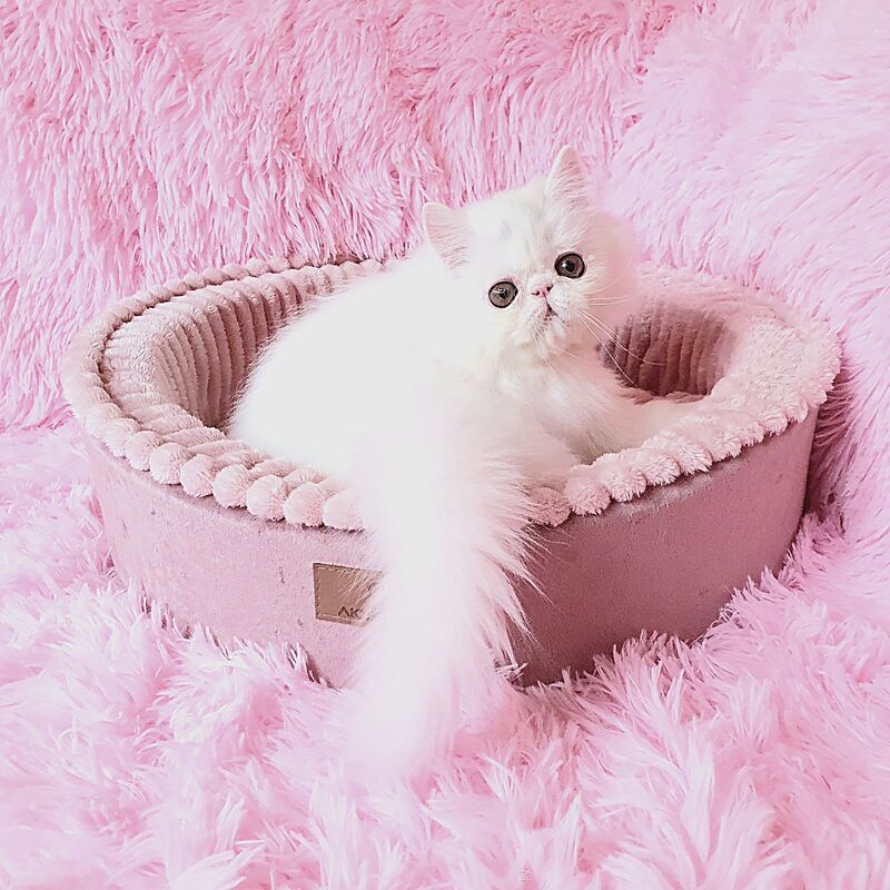 Emmy Persian female white - live animals