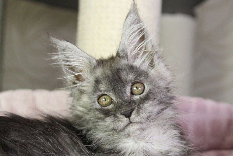 Vanessa Maine Coon female black silver - live animals