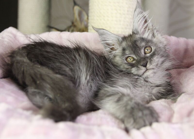 Vanessa Maine Coon female black silver - live animals