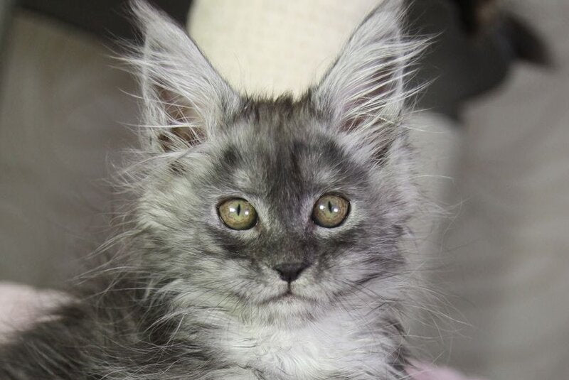 Vanessa Maine Coon female black silver - live animals
