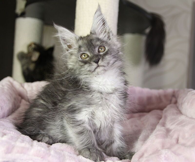 Vanessa Maine Coon female black silver - live animals