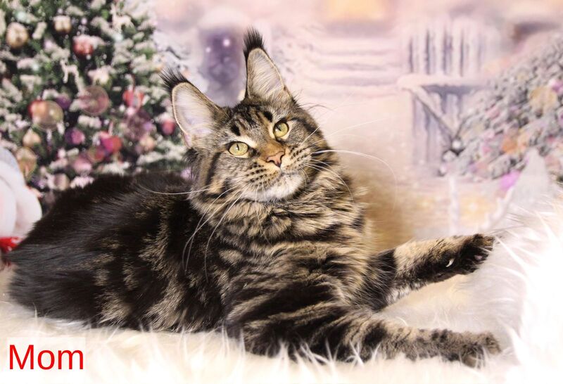 Vanessa Maine Coon female black silver - live animals