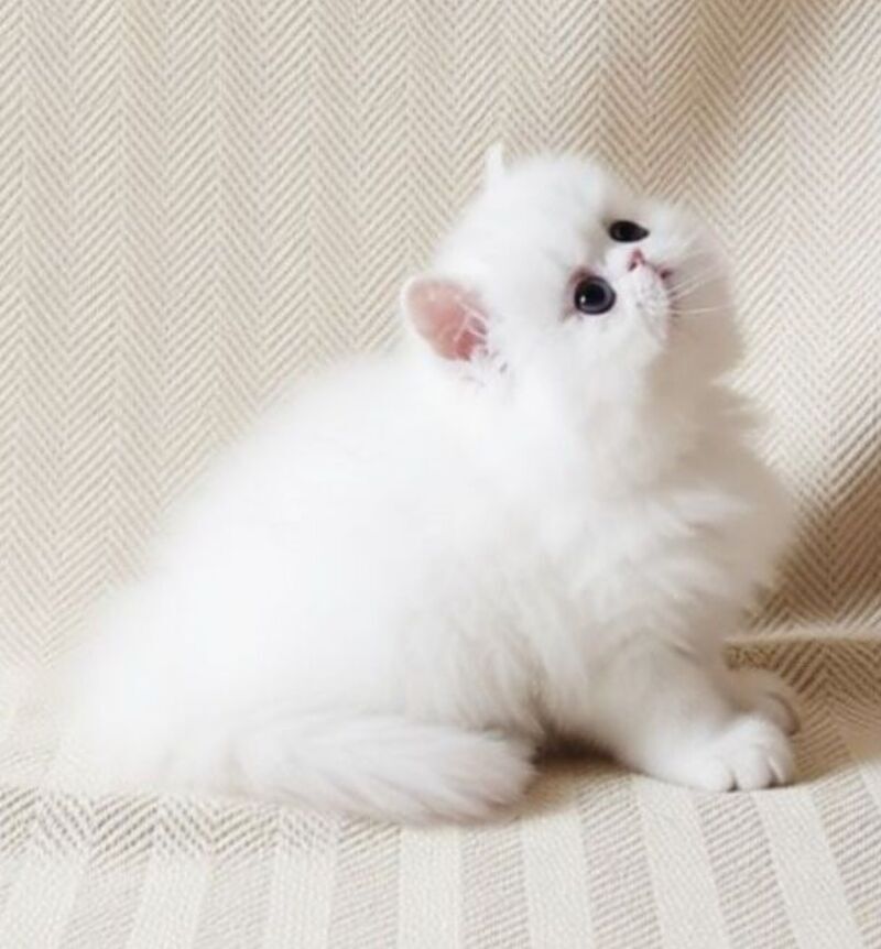 Zimushka Persian female white - live animals