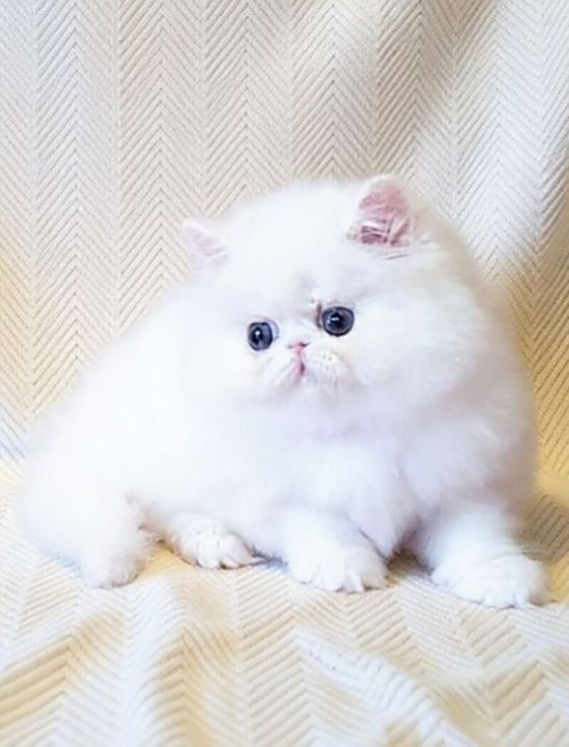Zimushka Persian female white - live animals