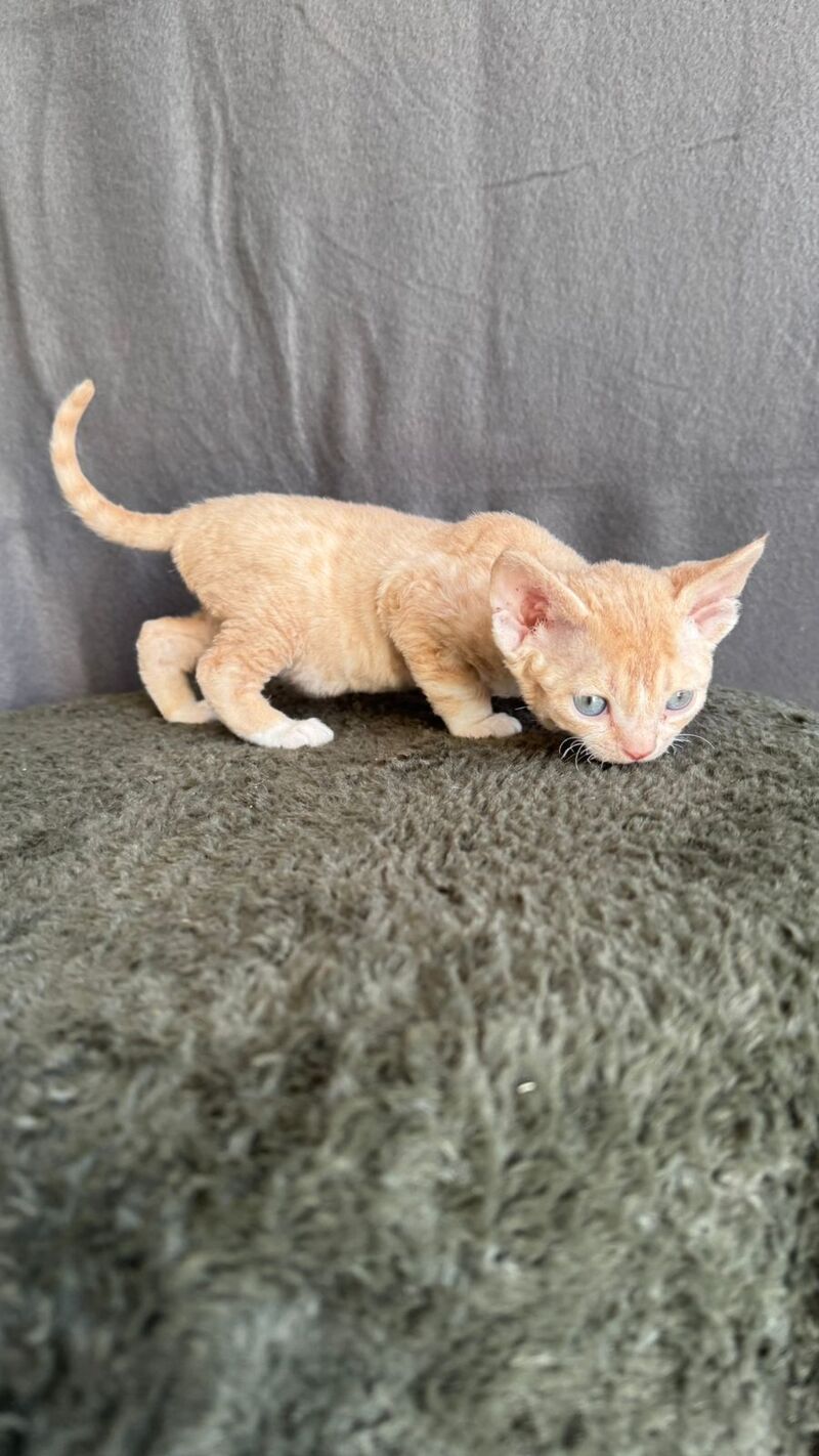 Lumea Devon Rex female red bicolour - live animals