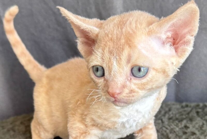 Lumea Devon Rex female red bicolour - live animals