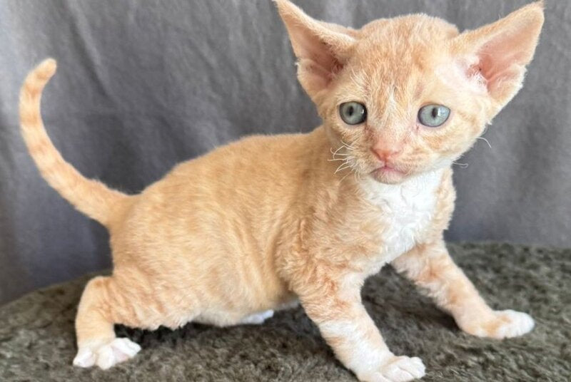 Lumea Devon Rex female red bicolour - live animals