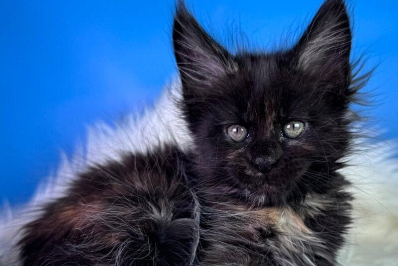 Agness Maine Coon female black tortie - live animals
