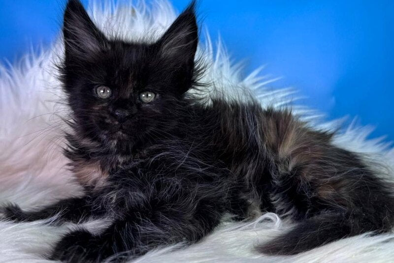 Agness Maine Coon female black tortie - live animals