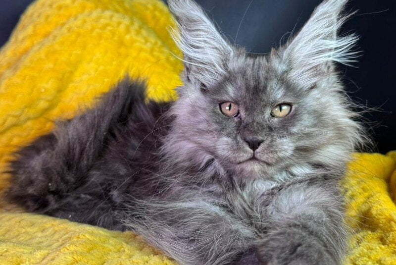 Tiffi Maine Coon female black silver - live animals