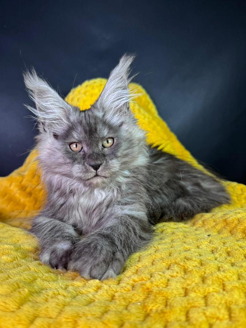 Tiffi Maine Coon female black silver - live animals