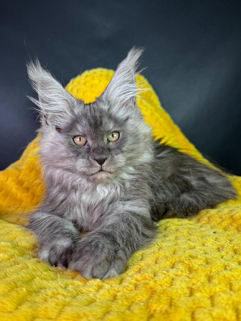 Tiffi Maine Coon female black silver - live animals