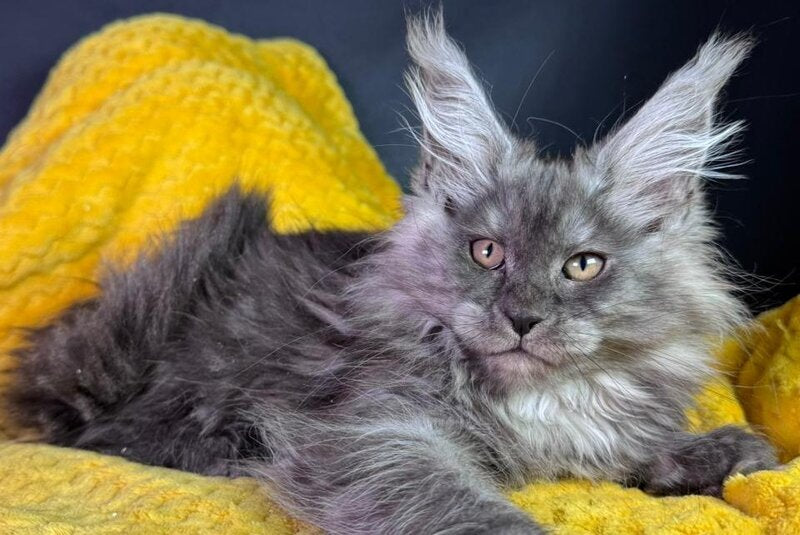 Tiffi Maine Coon female black silver - live animals