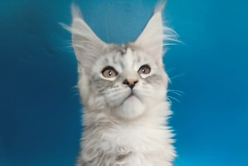 Olivia Maine Coon female black tortie silver with white tabby - live animals