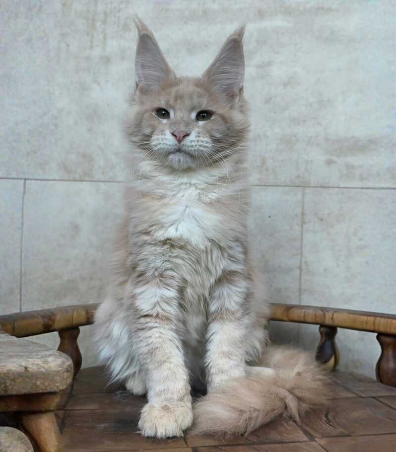 Kasia Maine Coon female cream silver tabby - live animals