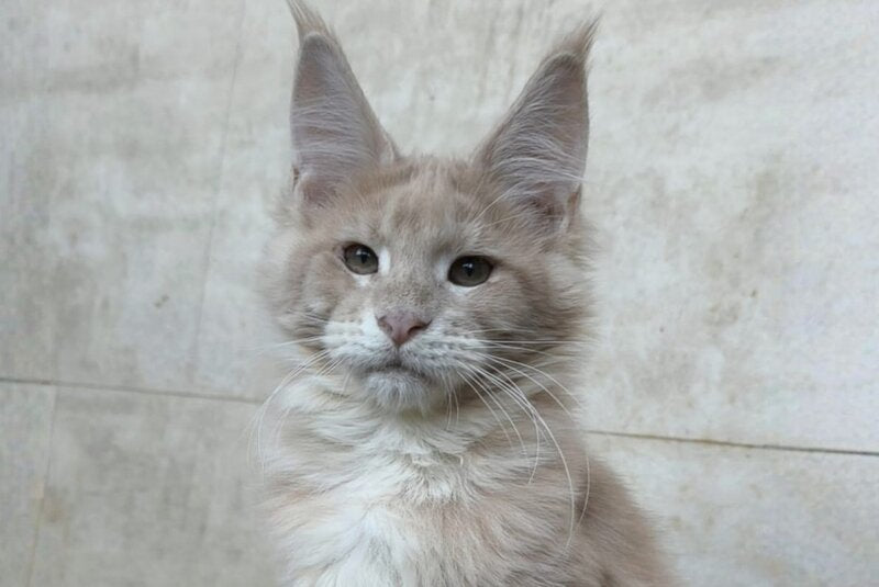 Kasia Maine Coon female cream silver tabby - live animals