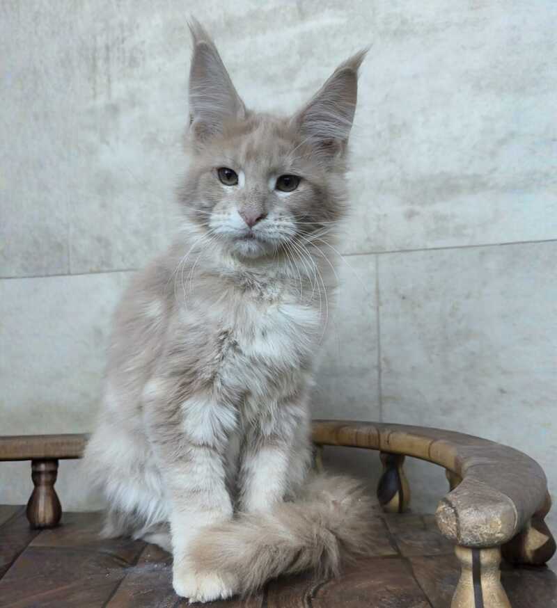 Kasia Maine Coon female cream silver tabby - live animals