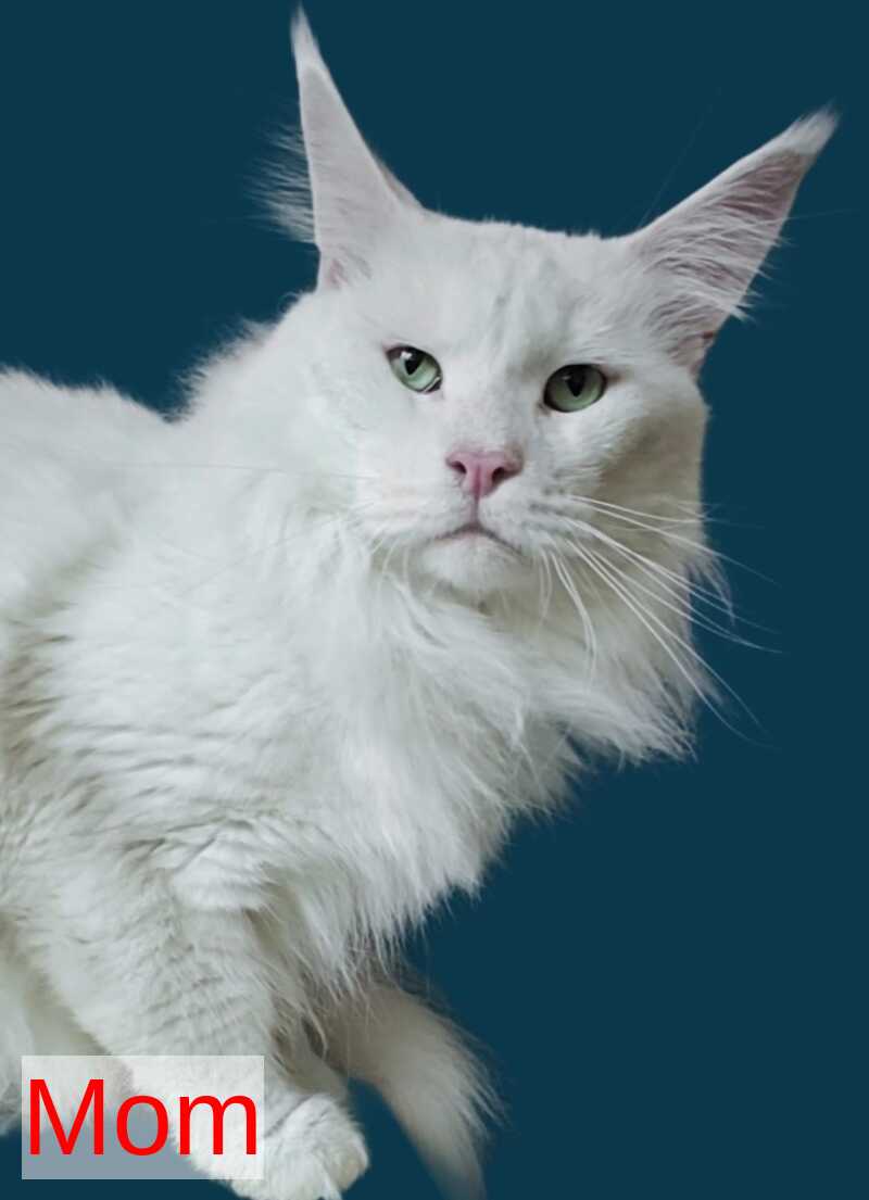 Kasia Maine Coon female cream silver tabby - live animals