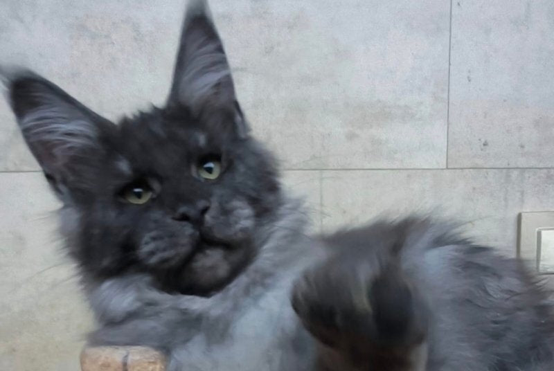 Li Fan Maine Coon male black silver - live animals