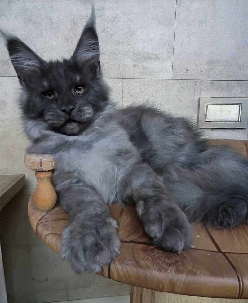 Li Fan Maine Coon male black silver - live animals
