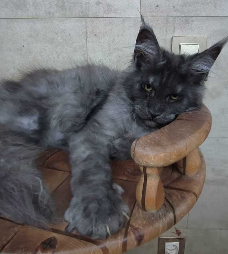 Li Fan Maine Coon male black silver - live animals